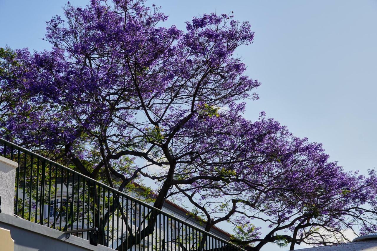 Ribeira Funchal Center